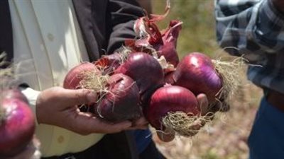 وزارة الزراعة تواجه محتكرى البصل وتضبط 150 ألف طن فى إمبابة ومنشأة القناطر