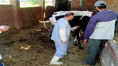 بيطري السويس تواصل أعمال تحصين المواشي ضد الحمى والتسمم الدموي