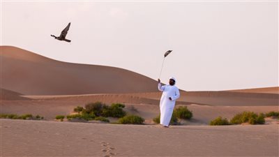 نادي صقّاري الإمارات يُنظّم فعاليات مخيم الصقارة الإماراتي-الياباني المُشترك 