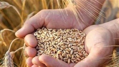 زكاة القمح.. مركز الأزهر يوضح حكمها ومقدار النصاب فيها