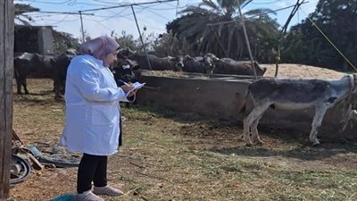 بيطري السويس يشكل لجان لحصر الثروة الحيوانية بـ 