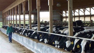 وصول 1700 رأس ماشية حية لميناء سفاجا إستعداداً لشهر رمضان 