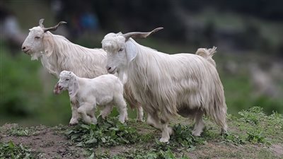 الصين تؤكد نجاحها فى استنساخ ماعزتين باستخدام تقنية النعجة دوللى