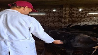 بيطري السويس: إنطلاق الحملة القومية لتحصين المواشي غداً