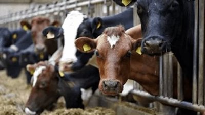 لأول مرة في العالم.. إصابة الأبقار بفيروس إنفلونزا الطيور بالولايات المتحدة