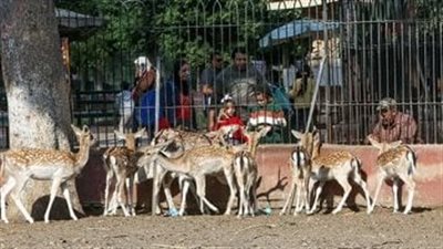 وزارة الزراعة: حديقة الأسماك بالزمالك مفتوحة للمواطنين فى الأعياد