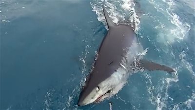 تحركات لاصطياده.. ظهور سمكة القرش 