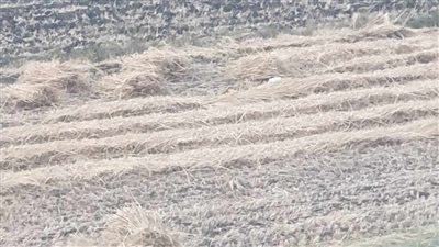 عيد سنابل الذهب.. وبدء حصاد القمح في قرى الدقهلية