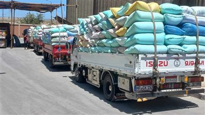 بالصور.. استقبال محصول القمح و توريده بالشون والصوامع بالدقهلية