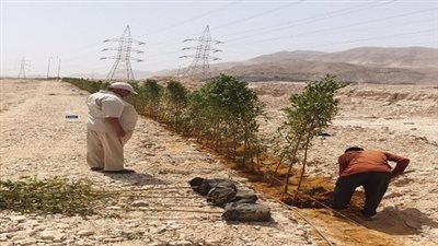 رئيس مدينة السويس تتابع تابعة السياج الشجري بعتاقة الصناعية