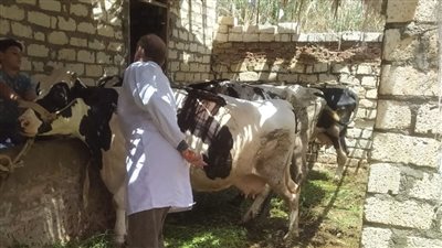  الطب البيطري بالسويس تواصل أعمال تحصين المواشي