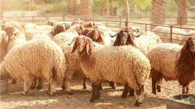 هل يجوز الاشتراك فى الأضحية؟ مركز الأزهر للفتوى يجيب