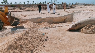 إجراءات دفن الحوت النافق.. البيئة توضح!!