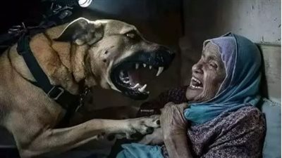 فيديو السيدة والكلب من قطاع غزة.. القصة كاملة