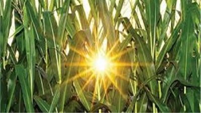 مركز المناخ ينصح المزارعين بإنجاز الأعمال المؤجلة بسبب الموجة شديدة الحرارة