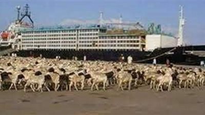 ميناء سفاجا يستعد لإستقبال 1410 رأس عجول حية قادمة من الصومال