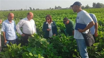 وكيل البحوث الزراعية: تتابع المحاصيل الاستيراتيجية الأرز والقطن والفول والخضر في الدقهلية