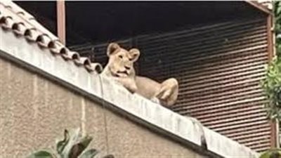 ضبط أسد أعلى سور فيلا فى المعادى 