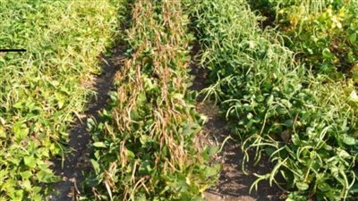 أكاديمية البحث العلمي والتكنولوجيا تعلن عن إنتاج أصناف جديدة من بعض الخضراوات