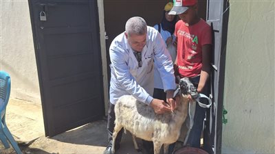 بيطري السويس تنظم قافلة بمنطقة الألبان لعلاج كافة أنواع الحيوانات بالمجان