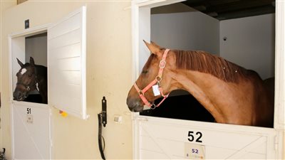 وصول عدد من الخيول المشتركة فى بطولة مصر الدولية للفروسية