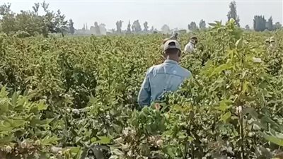 القنطار بـ12 ألف جنيه.. الدقهلية تستعد لاستقبال محصول القطن من الفلاحين