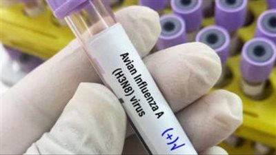 فرنسا ترفع مستوى خطر الإصابة بأنفلونزا الطيور لمستوى مرتفع بعد تفشى الفيروس