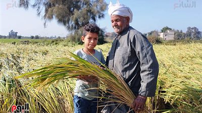 حالات طوارى استعدادا لحصاد محصول الأرز بالدقهليه