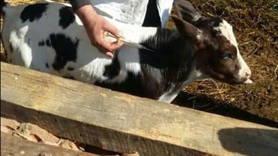 قريه كبريت بالسويس تستعد غداً لإستقبال أولي القوافل البيطرية المجانية