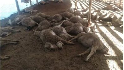 خسائر بقيمة 12 ألف دولار.. ذئاب مفترسة تقتل قطيع أغنام 