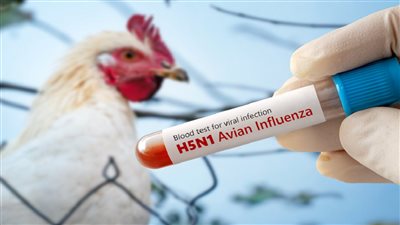 مع استمرار انتشار إنفلونزا الطيور.. هل يجب القلق من تناول البيض؟