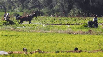 مصر تحظر المحصول الأسود.. اعرف التفاصيل