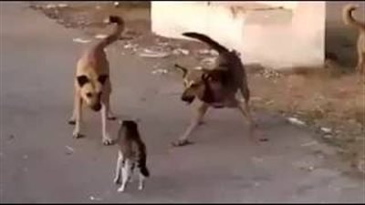 الداخلية تكشف تفاصيل تداول فيديو لشخص يحرض 