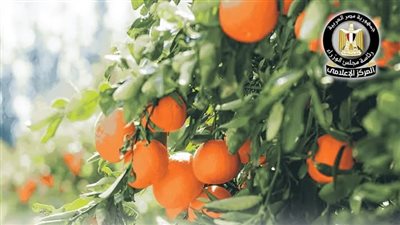 أهم الصادرات الزراعية في الربع الأول عام 2025