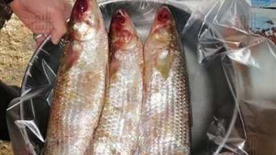 مدينة نبروة.. عاصمة صناعة الفسيخ في مصر 