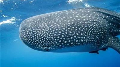 ظهور القرش الحوتي على شاطئ مدينة دهب.. ما القصة؟