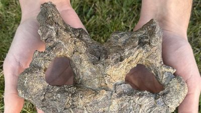 العثور على جمجمة ستيجوصور عمرها 150 مليون عام