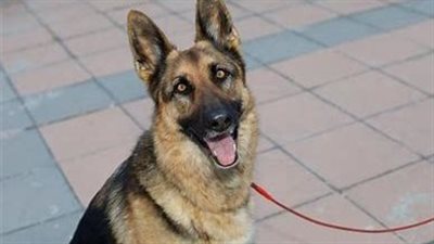 القبض على شخص لاتهامه بالتعدي على كلب في القاهرة