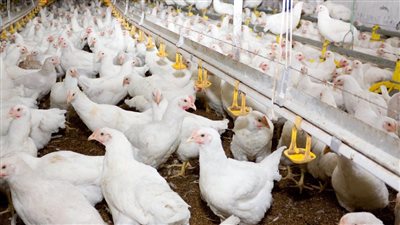 وزير الزراعة ينفى انتشار فيروس بين الدواجن: تقرير رسمى خلال أيام