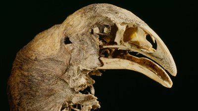 مشروع مثير للجدل.. إحياء طائر عملاق منقرض منذ 600 عام