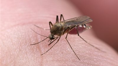 لماذا يلدغك البعوض أكثر من غيرك؟.. دراسة روسية تكشف الأسباب