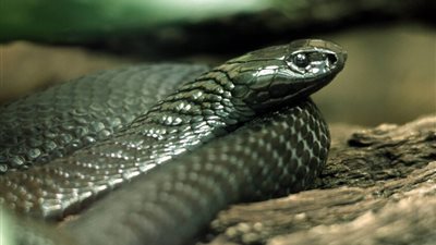 لعب مع الموت ونجا.. طفل هندي يقتل كوبرا بأسنانه