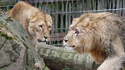 حديقة حيوان دنماركية تدعو للتبرع بحيوانات أليفة لإطعام نزلائها