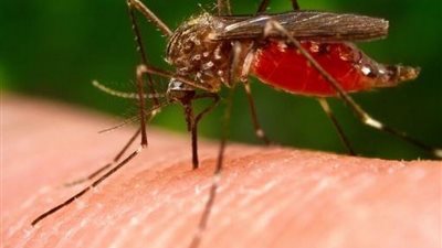 طريقة مبتكرة لمكافحة البعوض