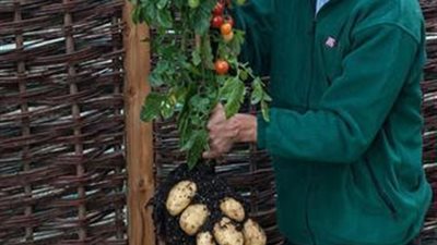 دراسة ستصدمك.. البطاطس هي 