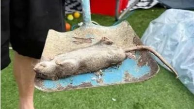 فأر عملاق يثير الدهشة في حديقة منزل بريطاني 