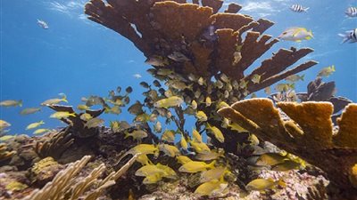 العلماء يحذرون: انهيار شبه كامل للشعاب المرجانية في الأطلسي مع منتصف القرن