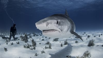 القرش النمر يدهش العلماء!.. تزاوج جماعي يوثق للمرة الأولى (فيديو)