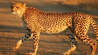 لأول مرة.. العثور على مومياوات طبيعية للفهود في السعودية