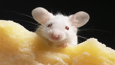 اختراق علمي مثير للجدل.. قراءة أفكار الفئران من خلال وجوهها!